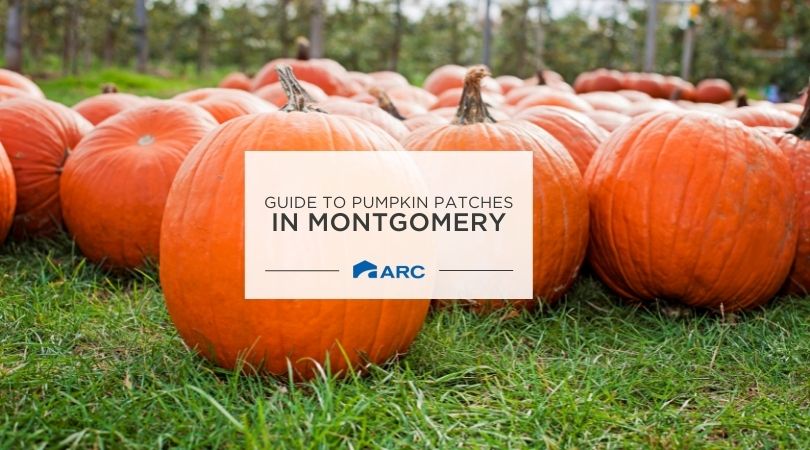 A Guide to Pumpkin Patches in Montgomery - ARC Realty Blog