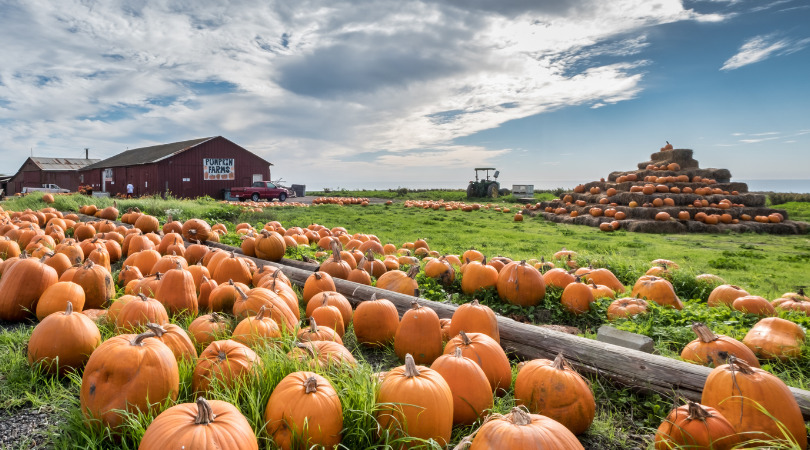 Fall Fun at Local Pumpkin Patches - ARC Realty Blog